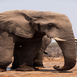 Security analyst portrait