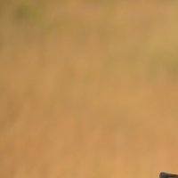 African business portrait